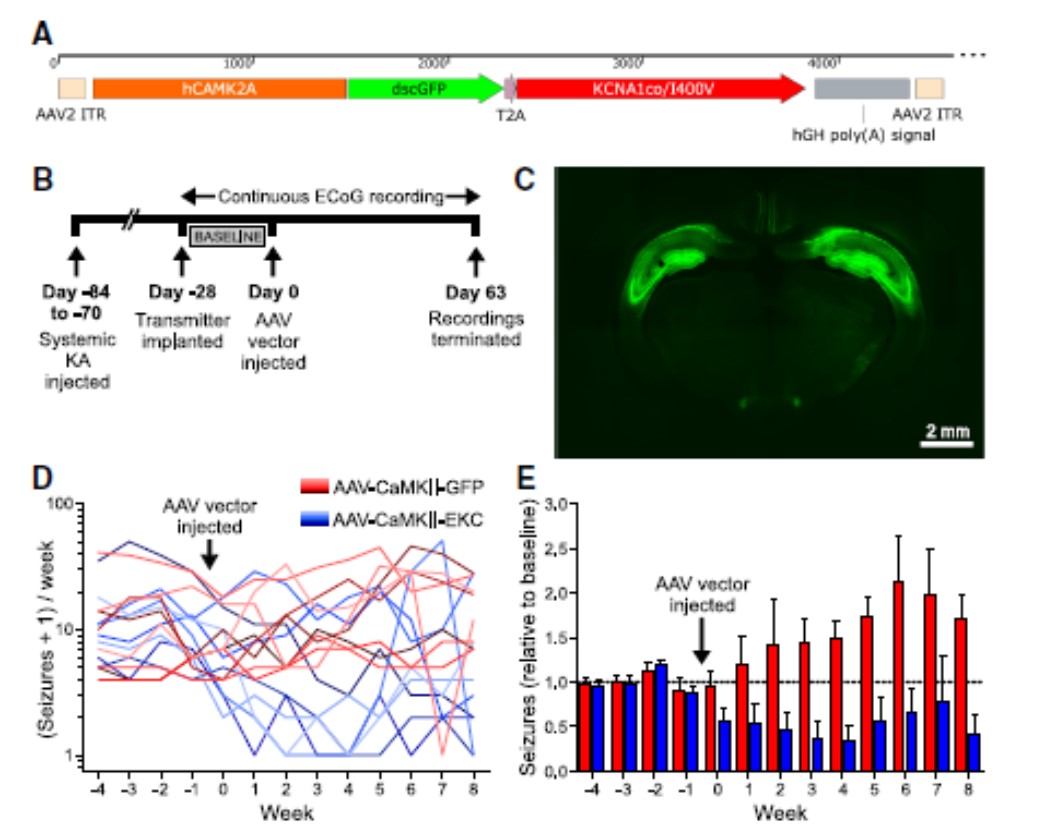 Epilepsy Gene Therapy Using An Engineered Potassium Channel Nanomedicine Lab